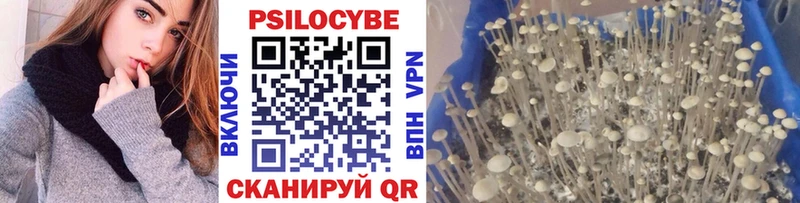 Псилоцибиновые грибы Psilocybine cubensis  Терек 
